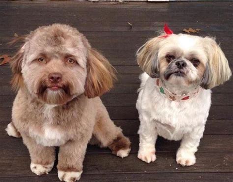 Twitterati believe that this dog has a human face; what do you think? | The Indian Express