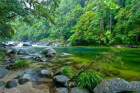 10 Rare Daintree Rainforest Plants & Animals