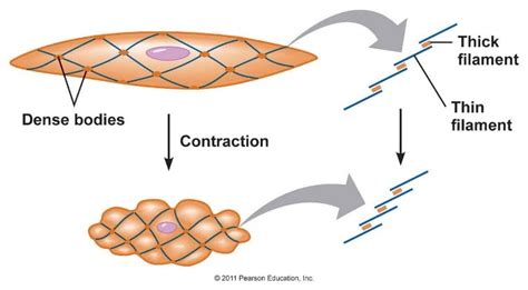 Smooth Muscle Cell Structure