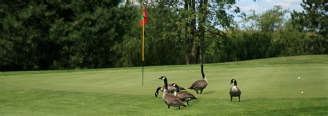 Golf Courses | Driven Wild Goose Control | Golf Course Goose Removal