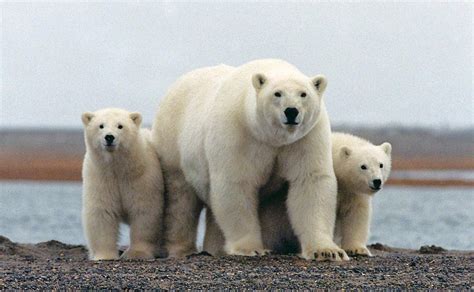 Ocho curiosidades del oso polar, el carnívoro más grande del planeta ...