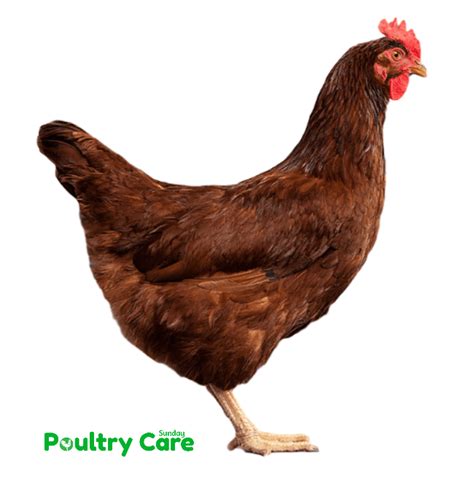 Rhode Island Red Chickens | Breed Information | Poultry Care Sunday