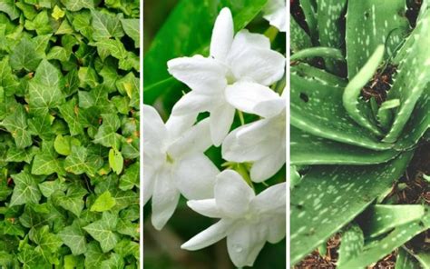 10 Plants That Can Help You Fall Asleep at Night