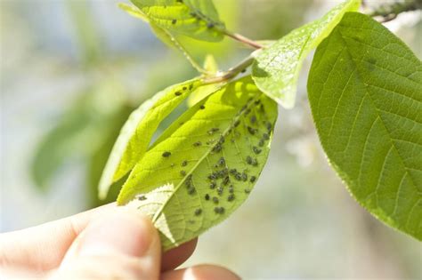 What Are Pyrethrins? | Pyrethrum Uses & Tips for Organic Gardeners