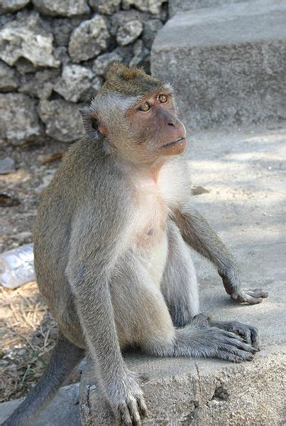 Crab-Eating Macaque - A-Z Animals