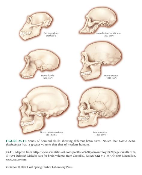 Human Evolution Skull Comparison