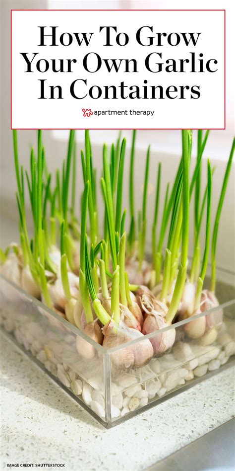 Grow Garlic Greens Indoors In Containers