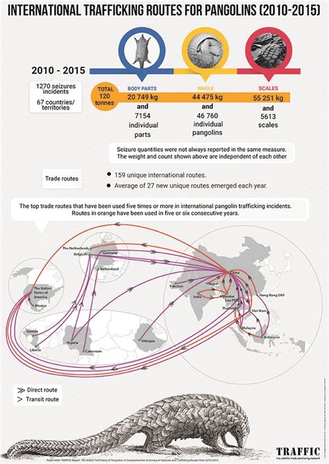 Wildlife crime: Pangolin trade still flourishing despite ban | Wild For ...