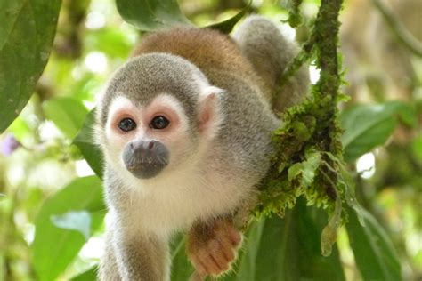Free Images : animal, wildlife, jungle, mammal, fauna, primate, squirrel monkey, rainforest ...
