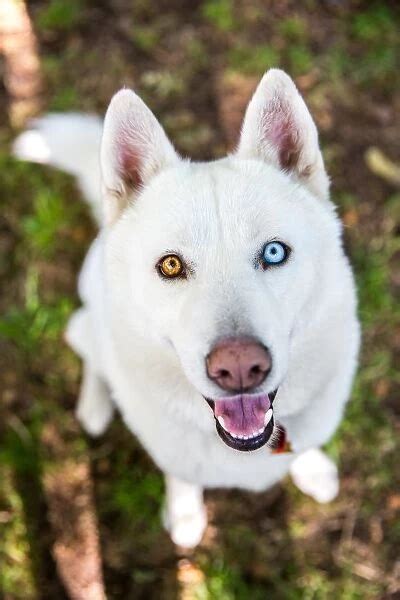 White Siberian Husky dog with different color eyes