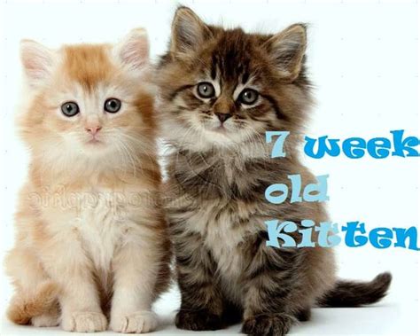 7-Week Old Kitten Care Tips | Kitten care, Training a kitten, Newborn kittens