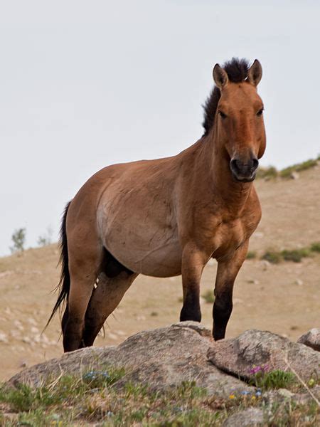 Przewalski’s Horse - Learn About Horses