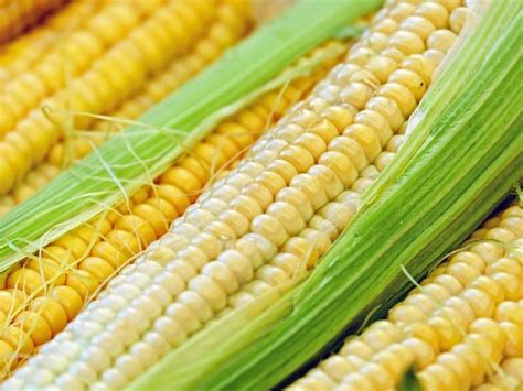 Types of Corn – Complete List and Guide - Northern Nester