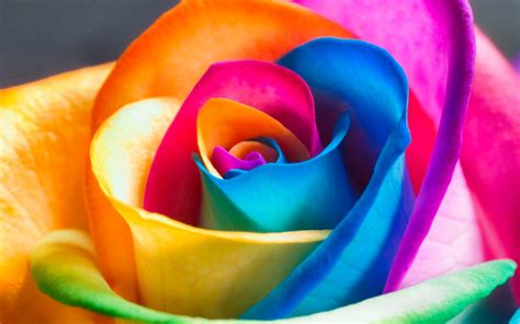 Nature Rose HD Wallpaper | Rose seeds, Rainbow flowers, Rainbow roses