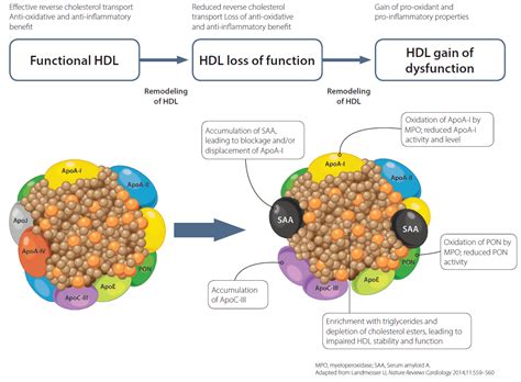 Loss of HDL function may impact cardiometabolic health | Metagenics ...