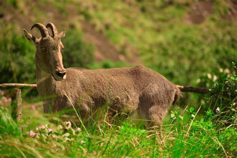 Project Nilgiri Tahr: Activists Demand Action to Protect Grassland ...