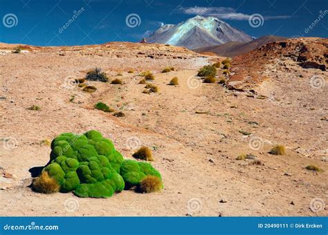 Green Moss in Andes Altiplano Landscape Bolivia Stock Image - Image of abrometiella, green: 20490111