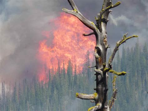 How to combat forest fires: causes and 4 solutions