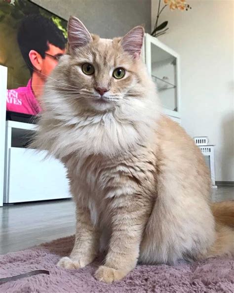 Maine Coon Ragdoll Mix: Info, Pictures, Facts, FAQs & More