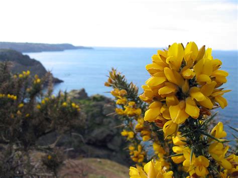 Bush In Blossom Free Stock Photo - Public Domain Pictures