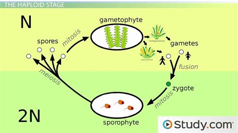 A Moss Life Cycle: Dominant Gametophyte - Video & Lesson Transcript | Study.com