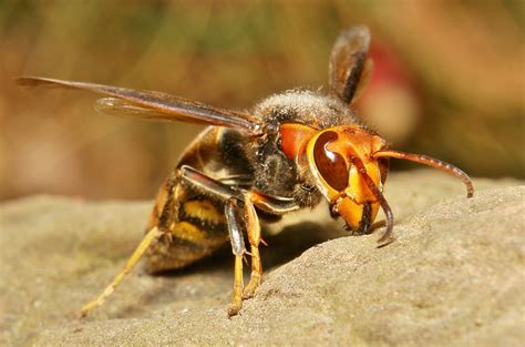 Japanese giant hornet | Images, Pics, Photos and Pictures of Asian ...