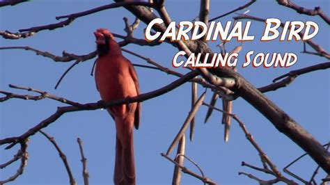 Cardinal Bird-Calling Sounds promo - YouTube