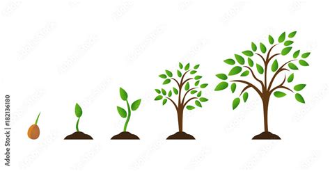 Tree growth diagram with green leaf, nature plant. Set of illustrations with phases plant growth ...