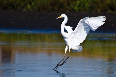 Free photo: Great White Heron - Bird, Food, Great - Free Download - Jooinn