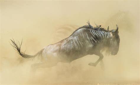 Blue Wildebeest Running During Stampede, Serengeti, Tanzania Photograph ...