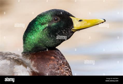 Mallard Duck Drake Stock Photo - Alamy