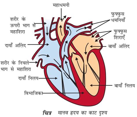 Human heart structure and function | NCERT SCIENCE IN HINDI