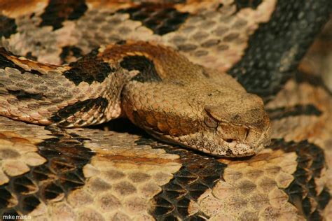 Canebrake rattlesnake | Rattlesnake, Snake, Reptiles