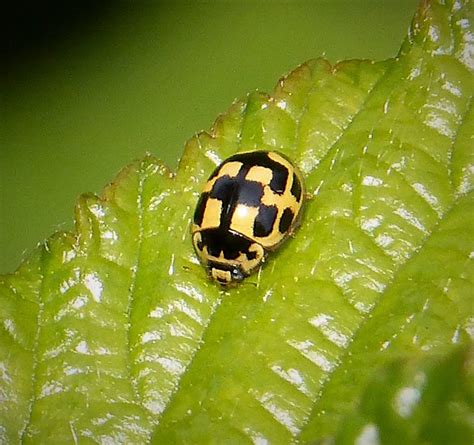 The NHBS Guide to UK Ladybird Beetle Identification