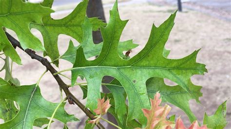 Pin oak - leaf close up - August 2018 - YouTube