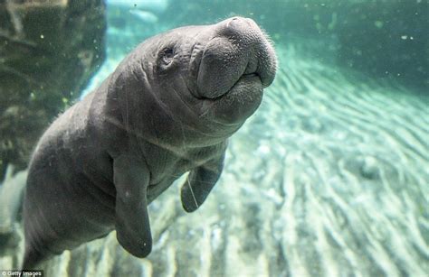 Baby manatee and mum make public appearance at Genoa Aquarium, Italy | Daily Mail Online