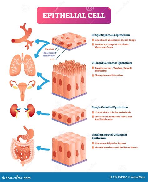 [DIAGRAM] Microscope Epithelial Cell Diagram - MYDIAGRAM.ONLINE