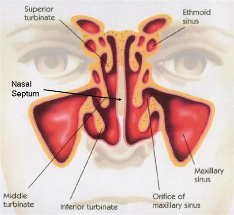 Purpose of the Nasal Septum | Deviated Septum - Deviated Septum ...