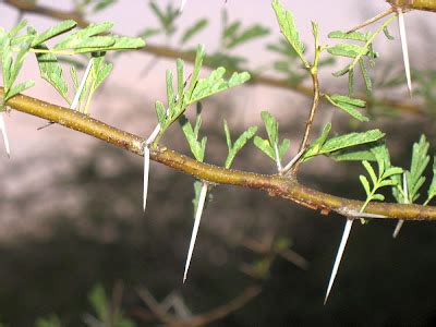 Thorny Bush - ARUNACHALA GRACE