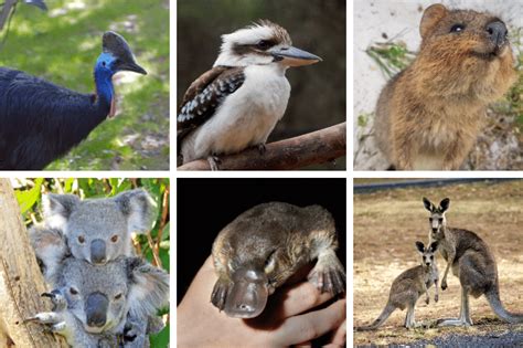 Most Unique Animals in Australia - Brisbane Kids