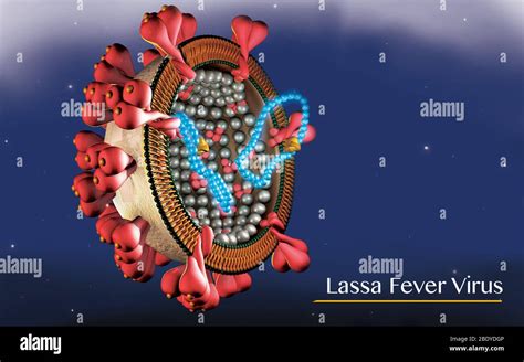 Lassa Fever, Illustration Stock Photo - Alamy