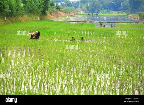 Planting rice seedlings Stock Photo - Alamy