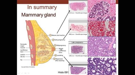 Pin on Anatomy