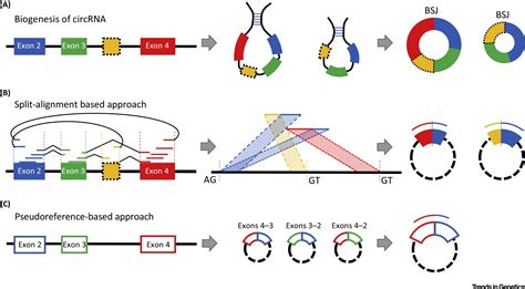 Computational Strategies for Exploring Circular RNAs: Trends in Genetics