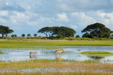 Kiawah Island's Abundant Animals | Kiawah Island Club & Real Estate