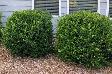 how to pick shrubs for front of house - Leatha Muniz