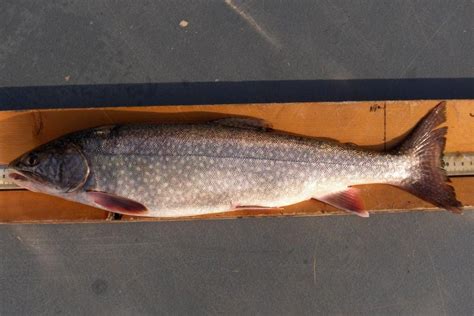 DNR asks anglers to report marked splake caught on Lake Superior - mlive.com