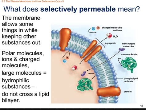 Function of selectively permeable membrane