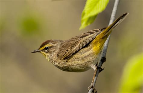 Palm Warbler - Owen Deutsch Photography