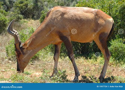 Hartebeest antelope stock photo. Image of bushes, scenic - 1997754